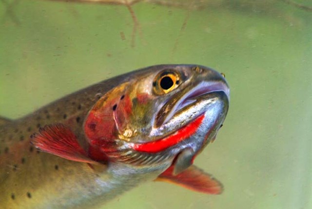 A closeup of a green and red, speckled trout in the water.