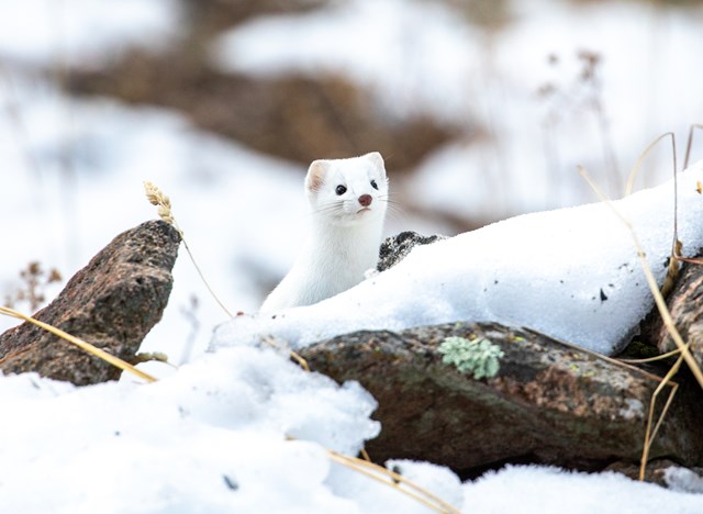 A white weasel hidden amongst snowy rocks.