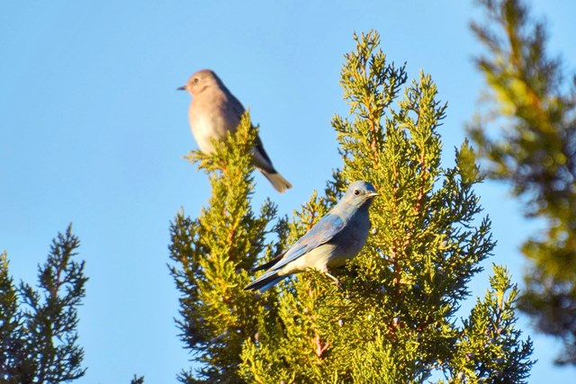 Two bluebirds perched in an evergreen tree.