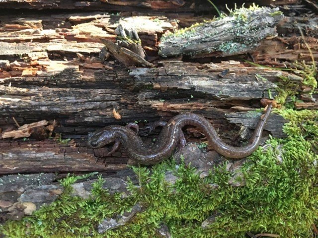 A shiny brown salamander on a mossy log