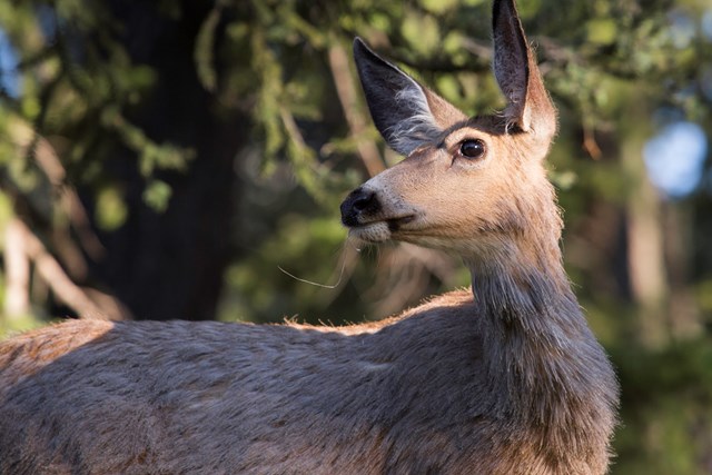 A deer looks back in the forest