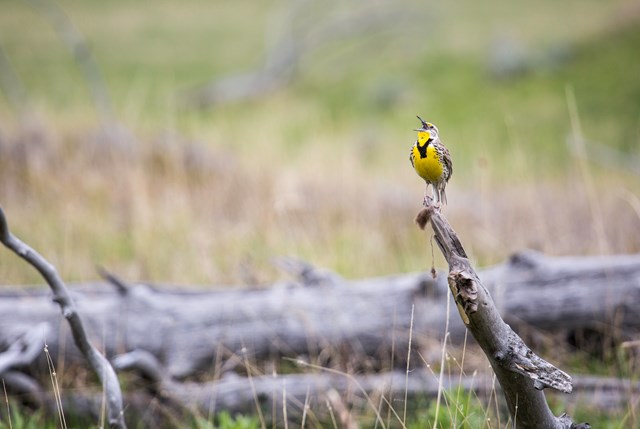 A bright yellow bird throws its head back in song.