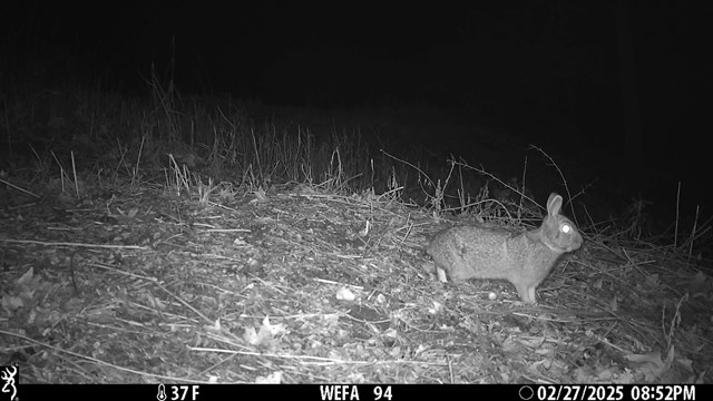 A Rabbit stops along the forest floor, while it looks at the camera.