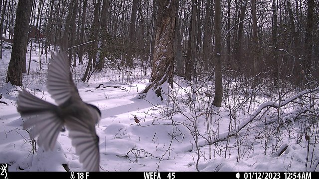 A Black capped Chickadee flies close to the trail camera, its wings are spread out with a snowy forest.
