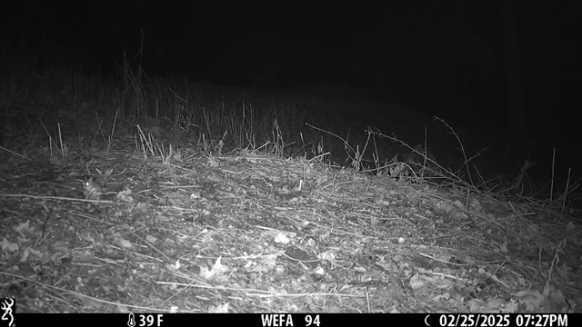 A small mouse stops and looks at the camera.