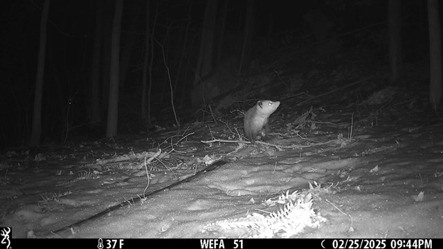 An Opossum stopping to look up into the forest, it walks on a snowy forest floor.