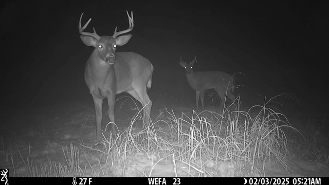 Two White-tailed Deer Bucks, looking at the trail camera during the night.