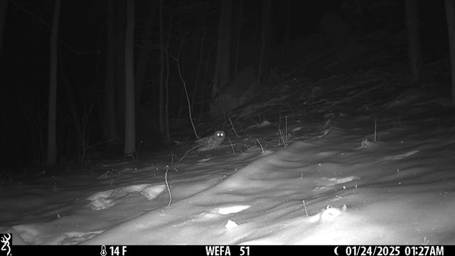 A Barred Owl lands in front of a trail camera, it stares at the camera while sitting on the snowy forest floor.