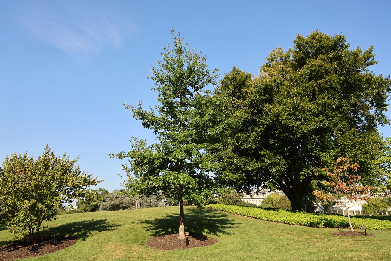 A smallish oak tree with a pointy shape on a small grassy hill with other trees.