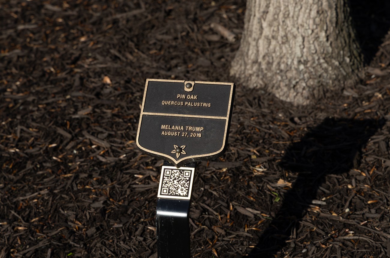 A bronze plaque labels the pin oak.