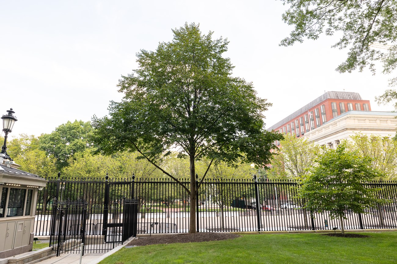 A tree with a triangular crown next to the White House perimeter fence. Lafayette Square is in the background