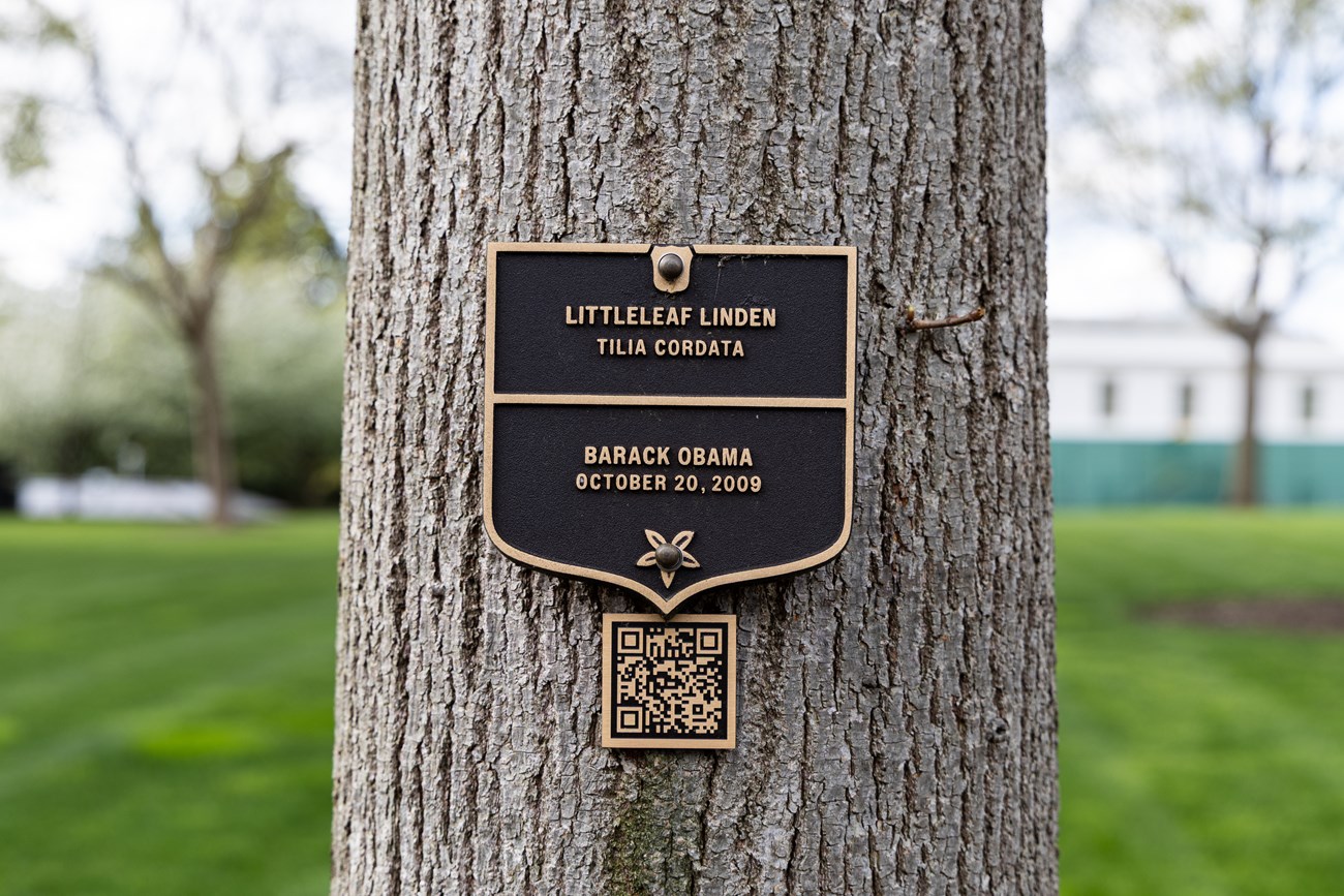A bronze plaque for the Obama littleleaf linden attached to the trunk.