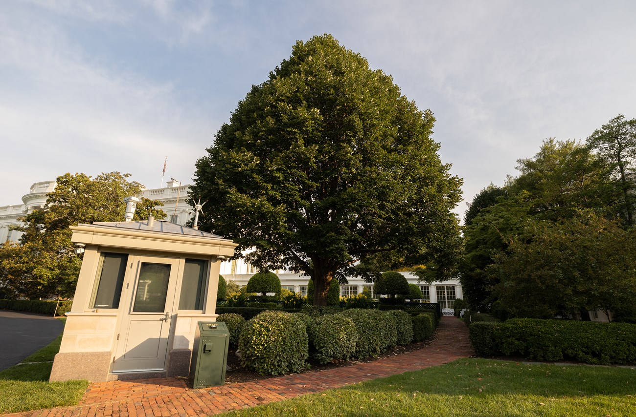 A cone-shaped, leafy linden tree by a small guard stand.