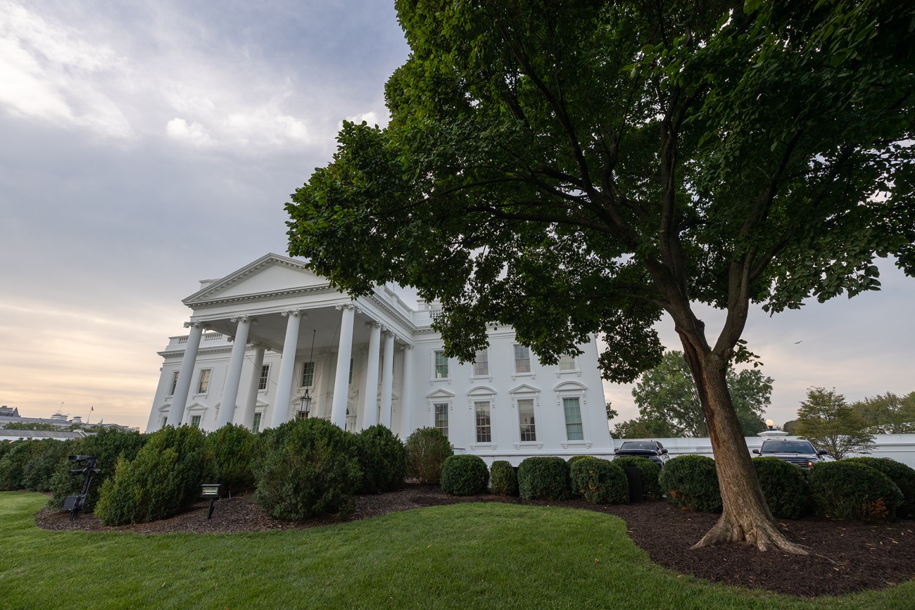 A lollipop-shaped elm tree in front of the North portico of the White House.