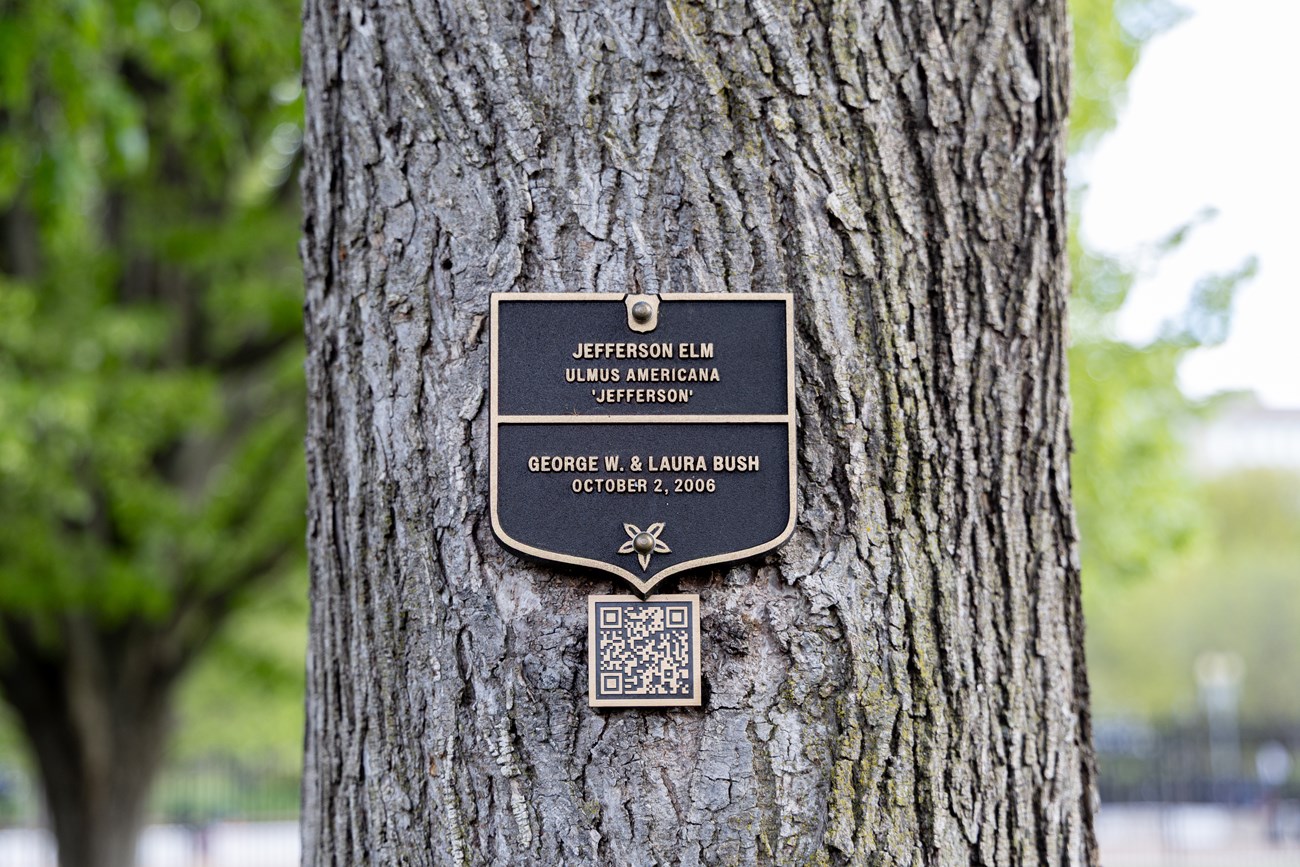 A bronze plaque on a tree trunk labels the George W. Bush Jefferson elm.