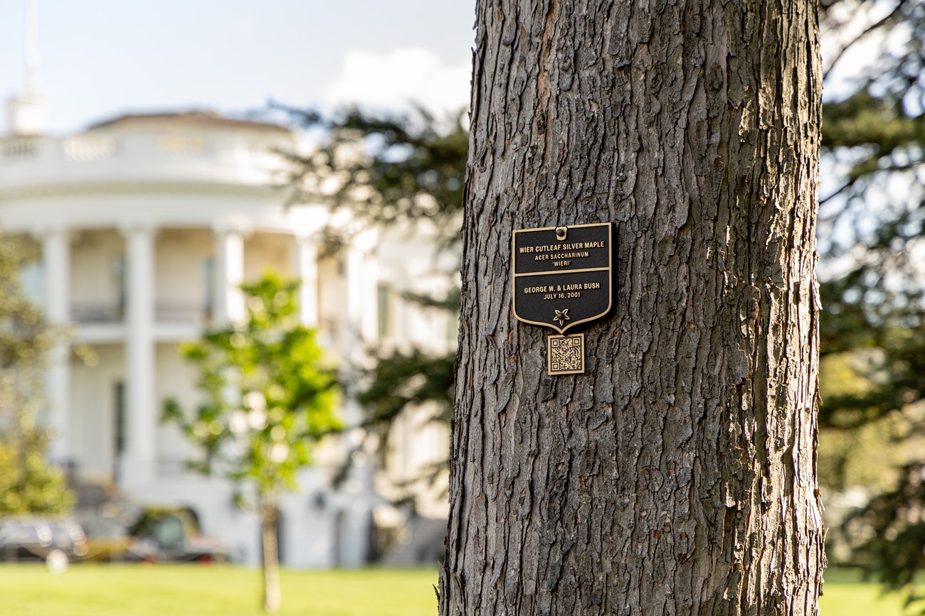 The White House looms behind a plaque for the cutleaf silver maple.