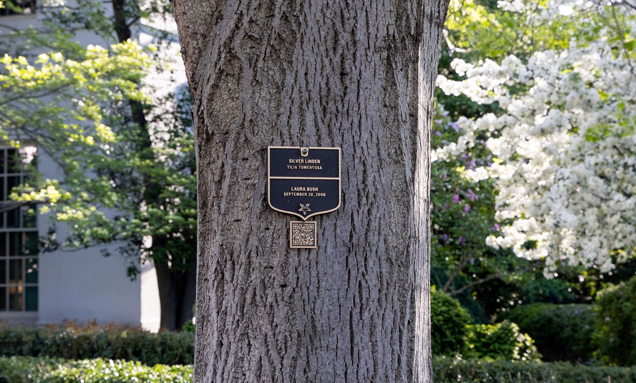 Bronze plaque attached to a tree trunk labels the Bush linden tree.