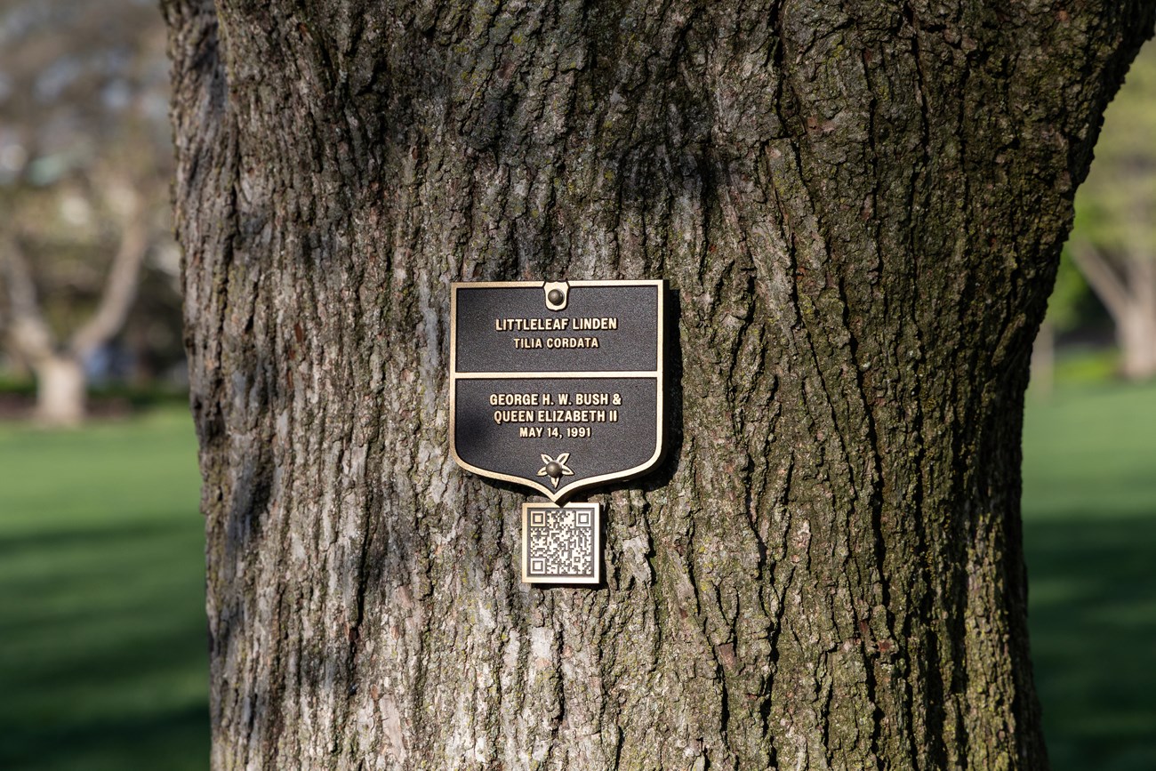 A bronze plaque labels the trunk of the Bush linden tree.