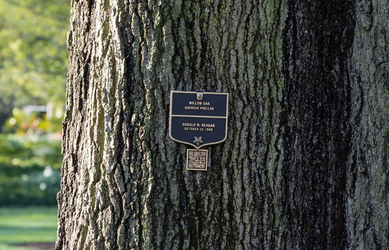 A bronze plaque attached to a tree trunk labels the Reagan oak tree.