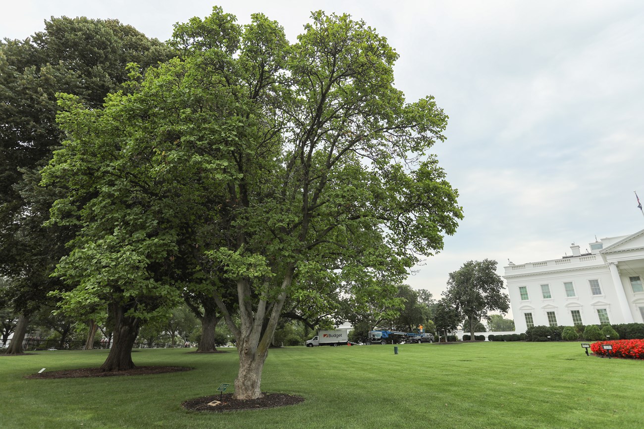 A round, leafy tree stands alone on a grassy lawn in front of the White House.