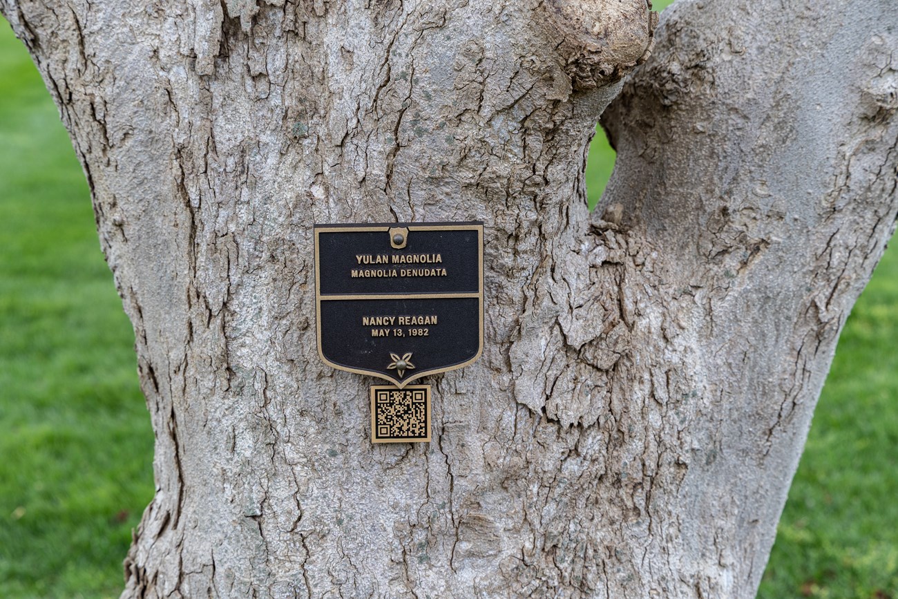 A bronze plaque on a tree trunk labels the Reagan magnolia tree.