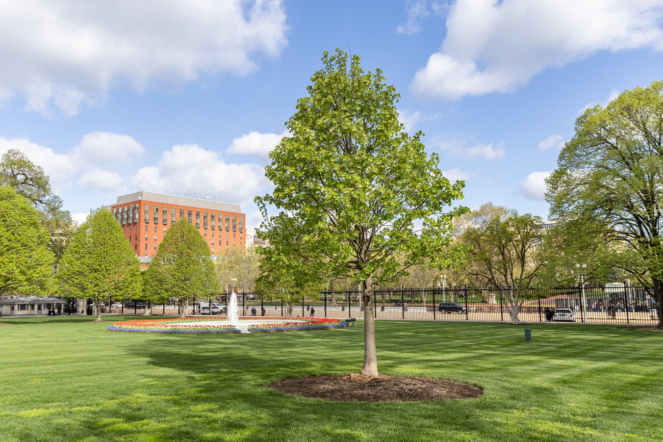 A small green tree in front of a fountain on the White House grounds