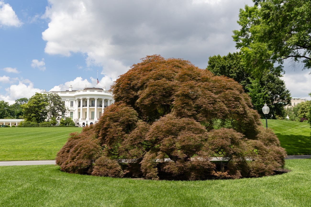 A gumdrop-shaped tree sprawls across the White House south lawn.