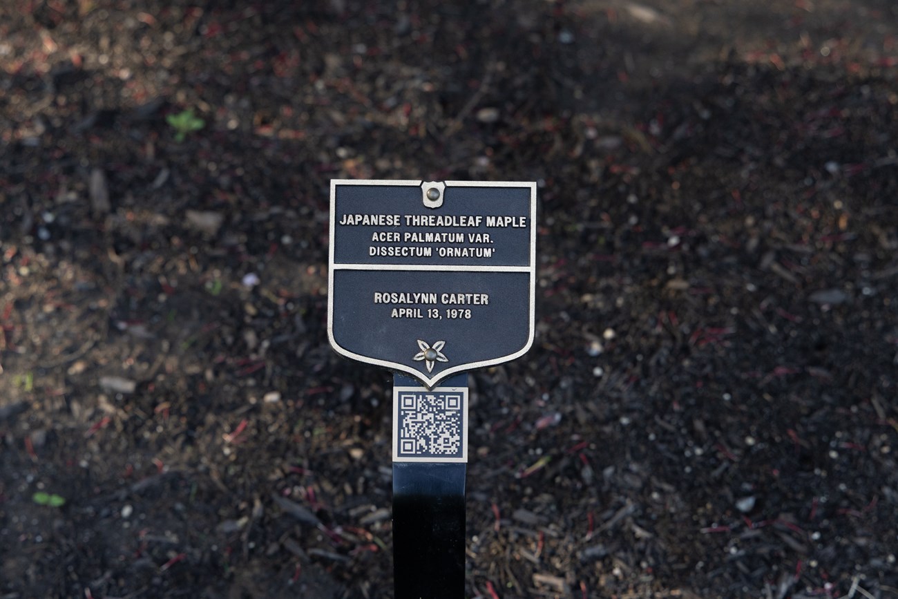 Bronze plaque labels the Japanese Threadleaf maple planted by Rosalynn Carter.
