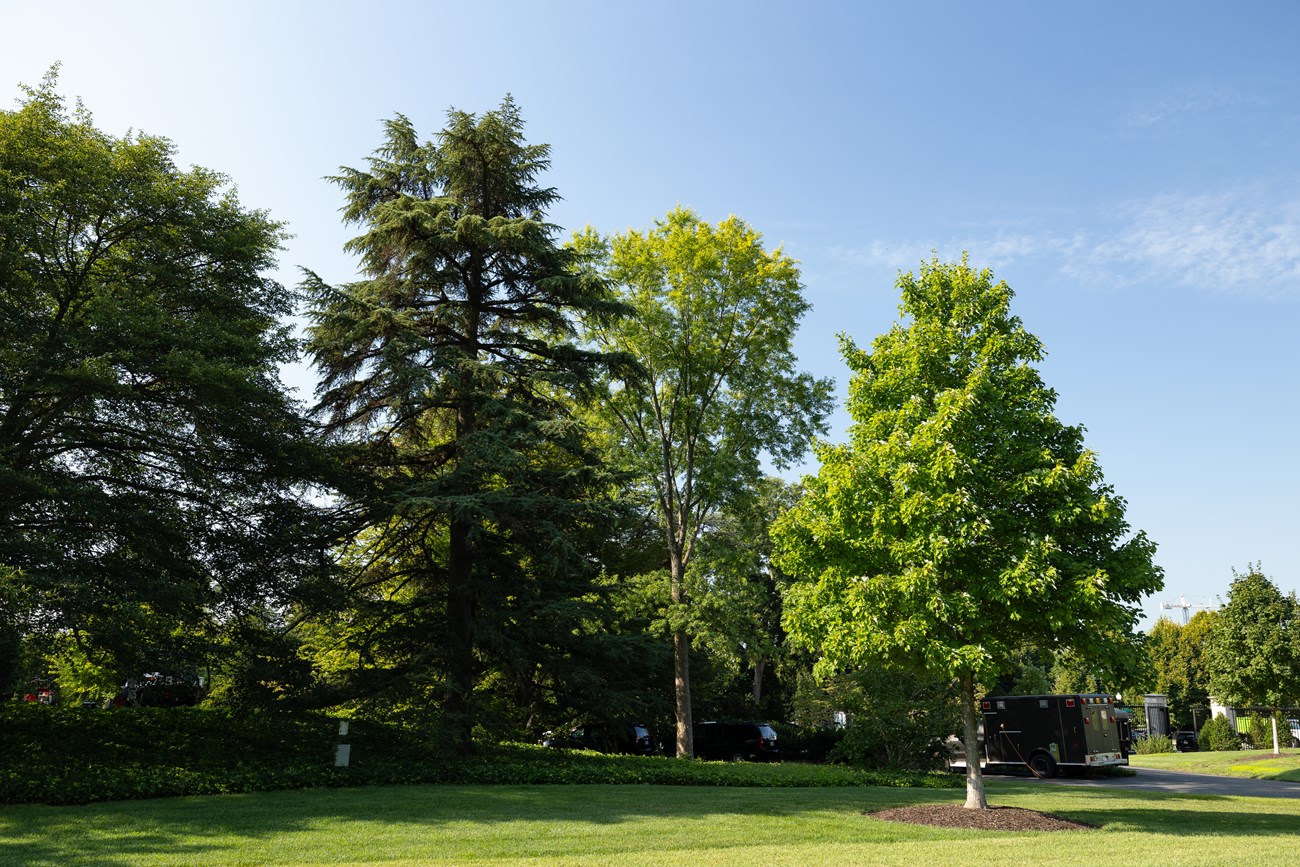 Weir cutleaf maple - the tallest tree in the middle - among other trees. 