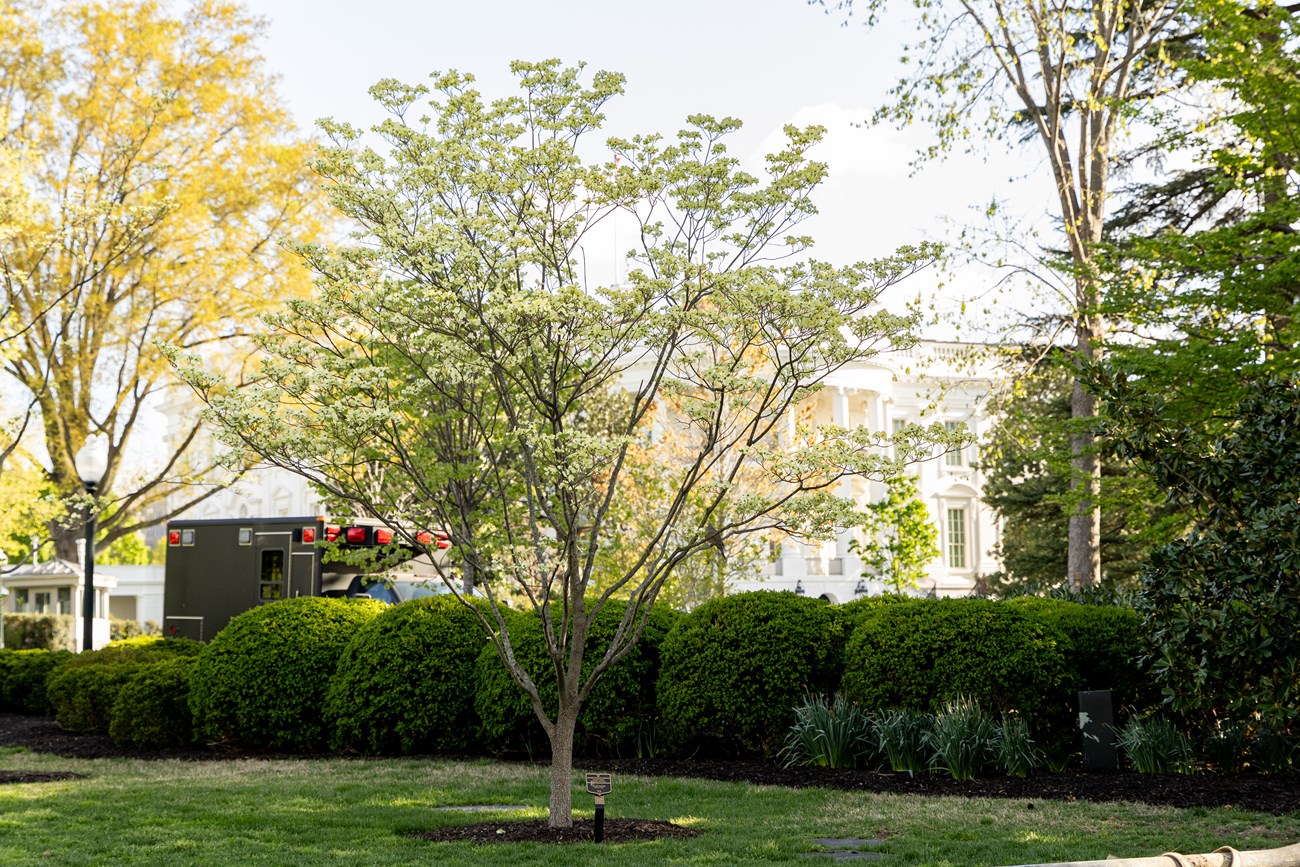 A flowering dogwood tree in front of the White House