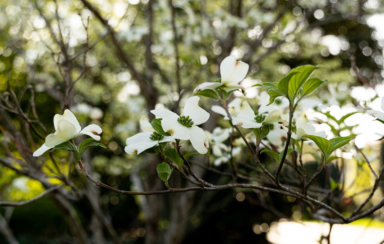 White flowers on the branch of a tree. 