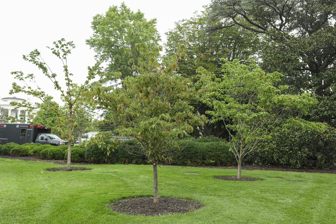 Three small trees next to each other with the White House in the distance 