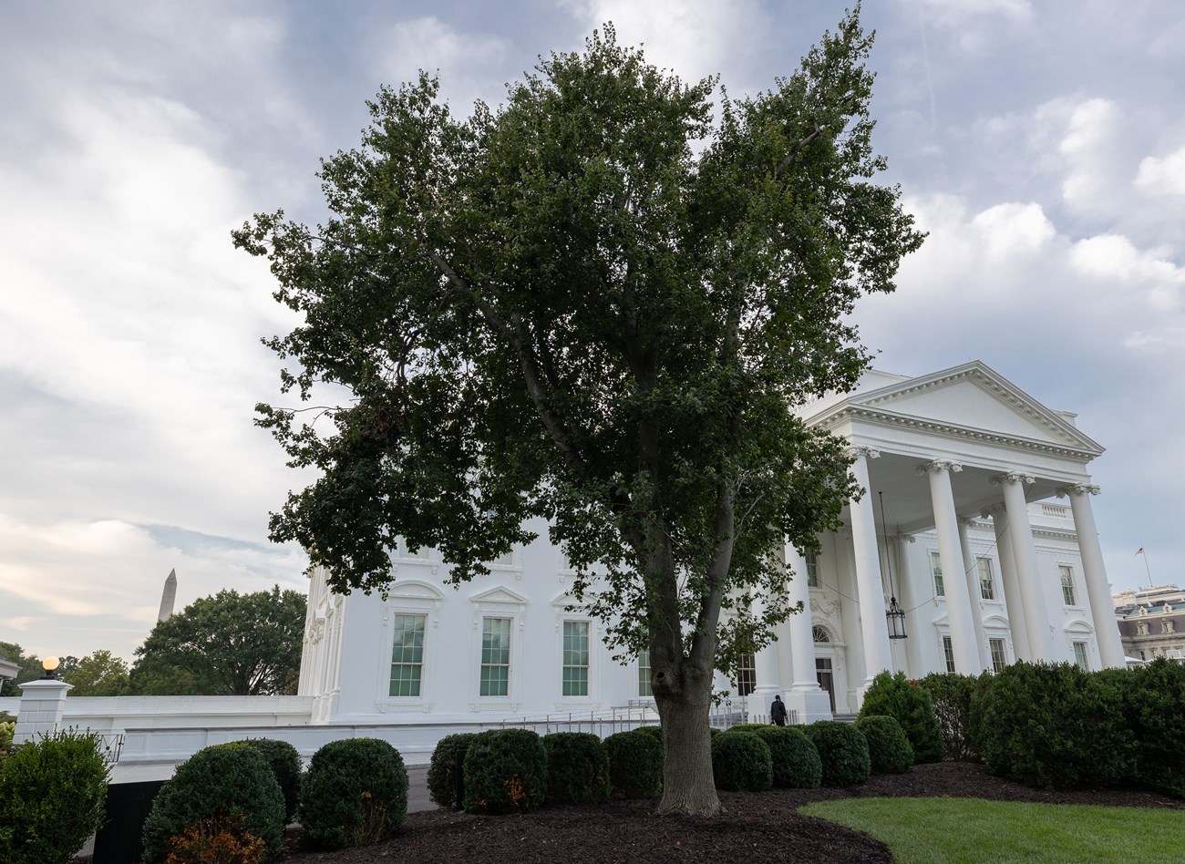 A leafy maple tree in front of the White House.