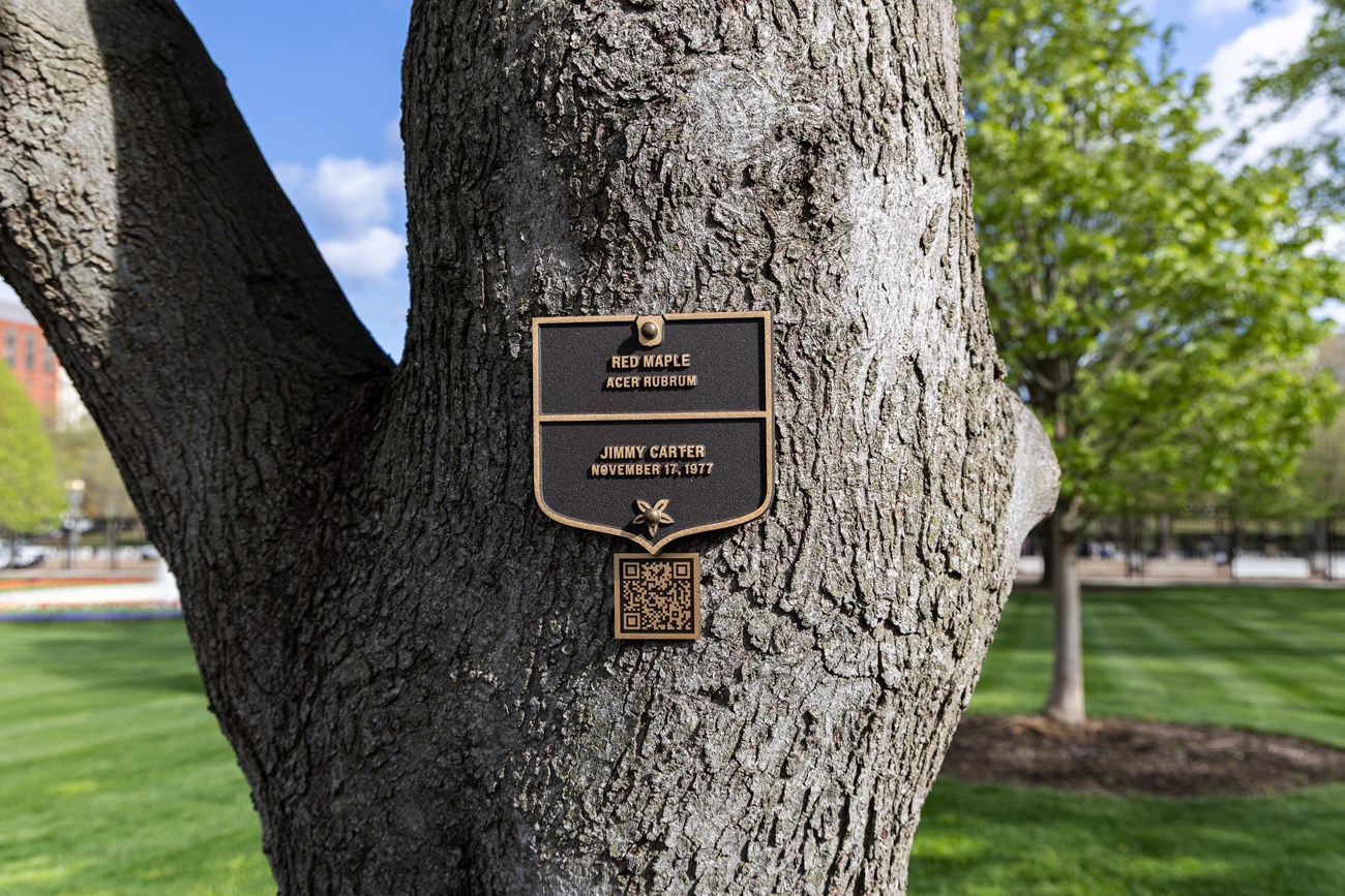 A bronze plaque on a tree trunk labels the Carter maple tree.