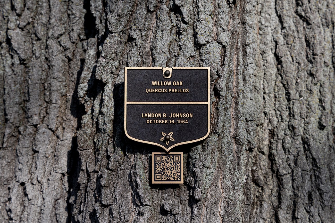 Bronze plaque indicates Willow oak planted by Lyndon Johnson.
