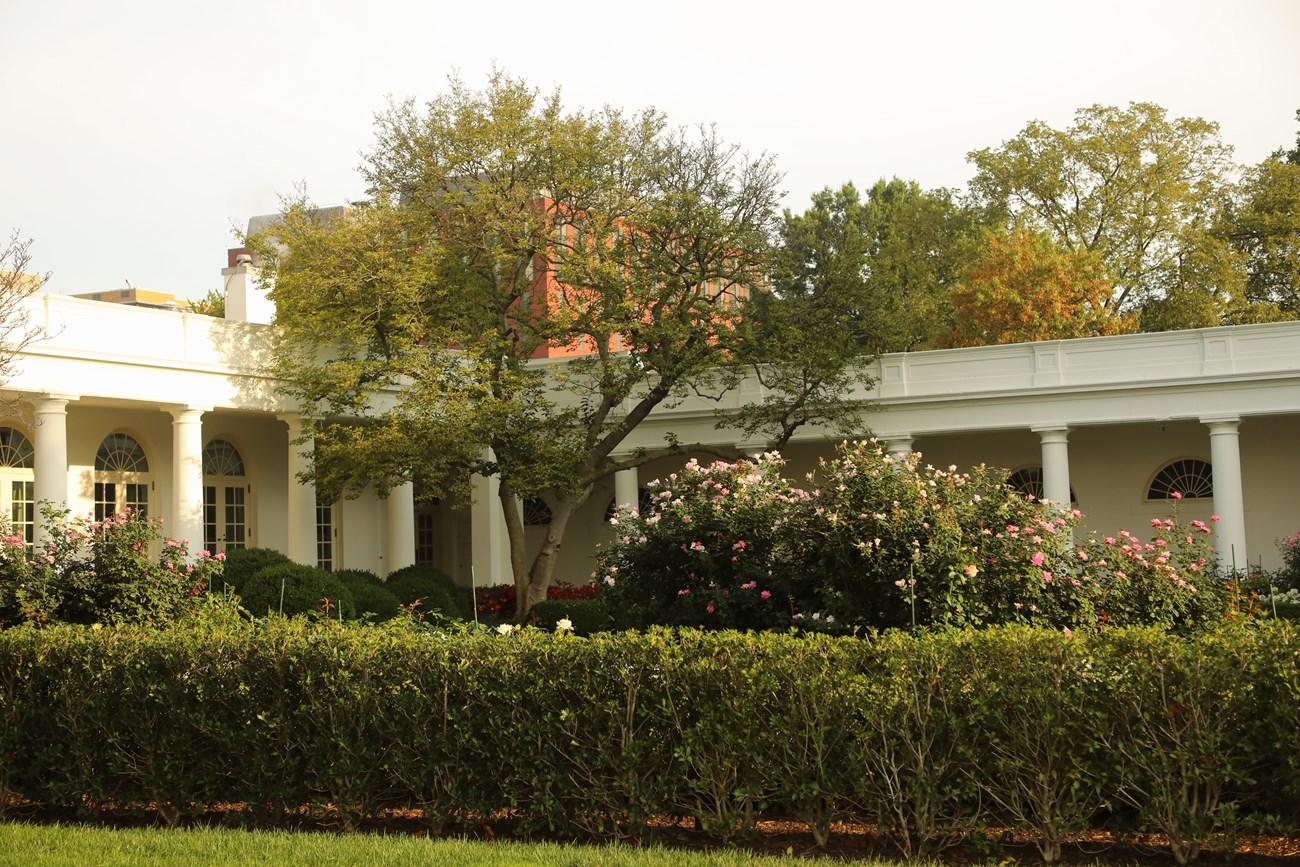 A saucer magnolia tree arches above a breezeway at the West Wing and Rose Garden.