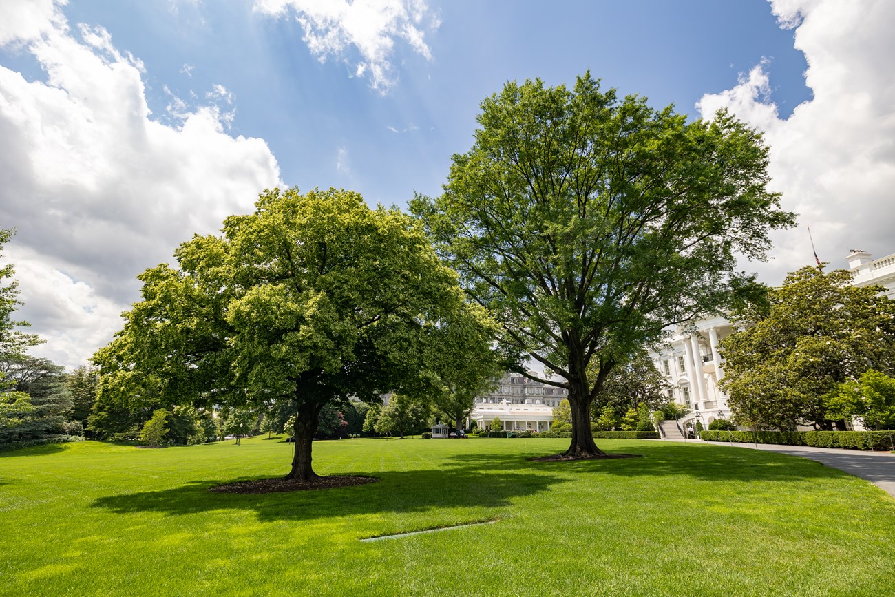 A medium-sized round tree along the curving drive to the south entrance of the White House.