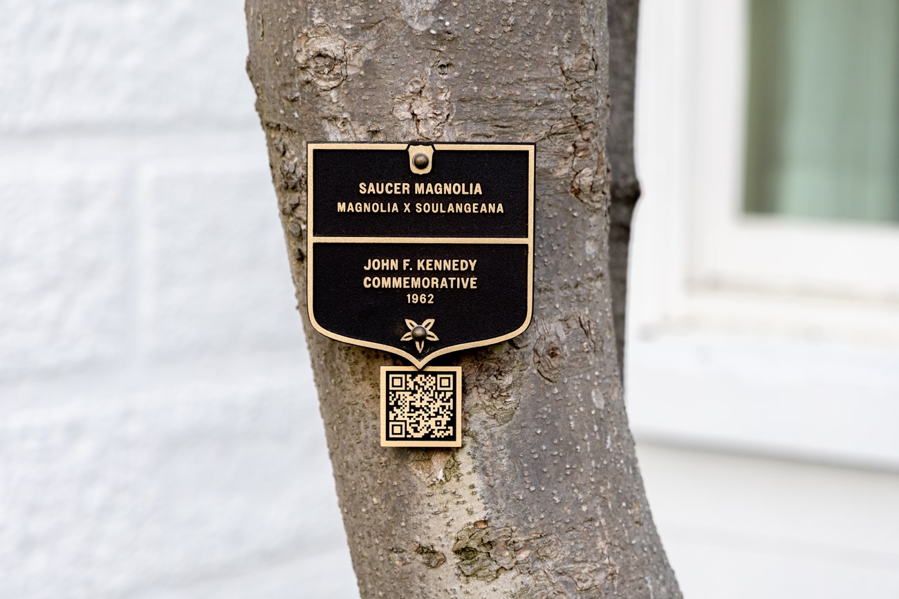 Bronze plaque labels the Kennedy saucer magnolia.