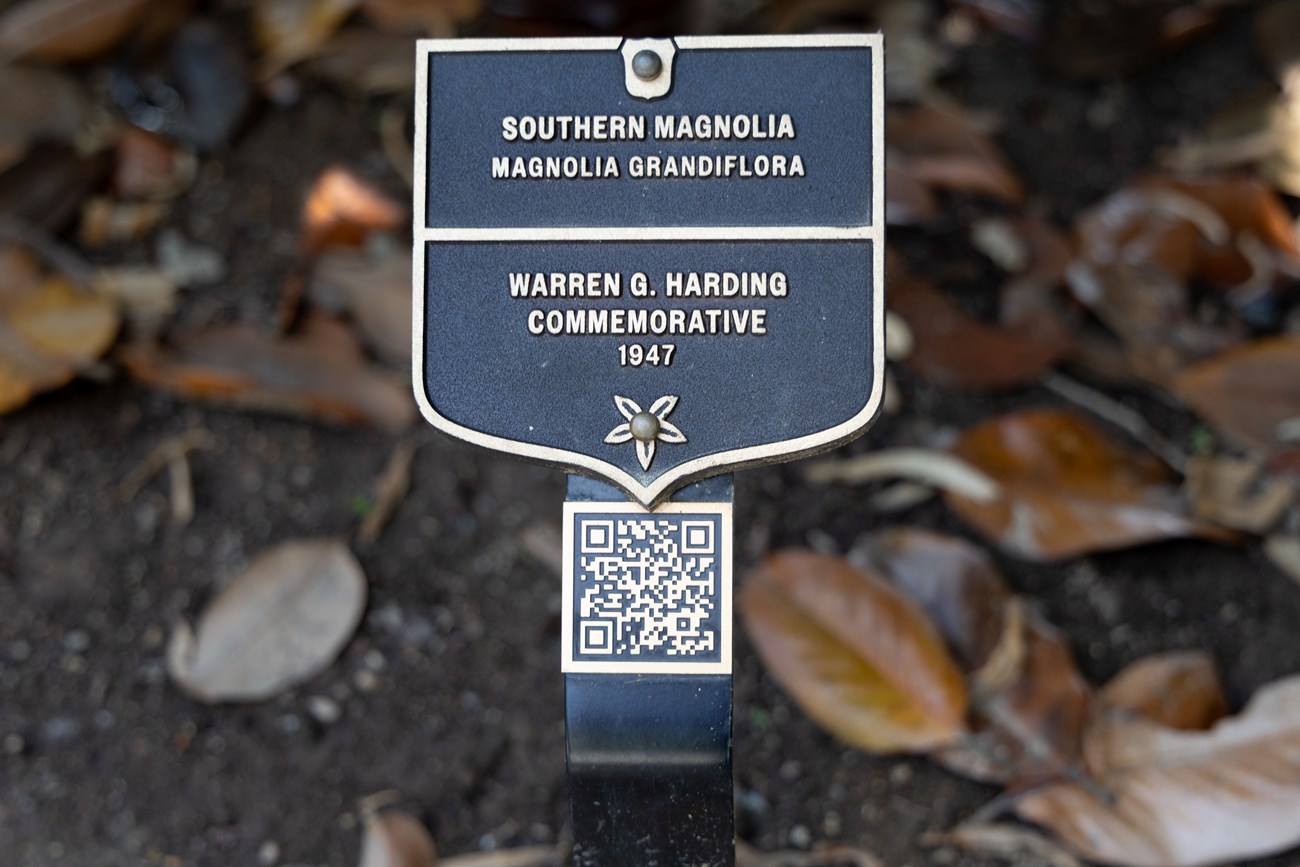 Bronze plaque labels southern magnolia planted to commemorate Warren Harding.