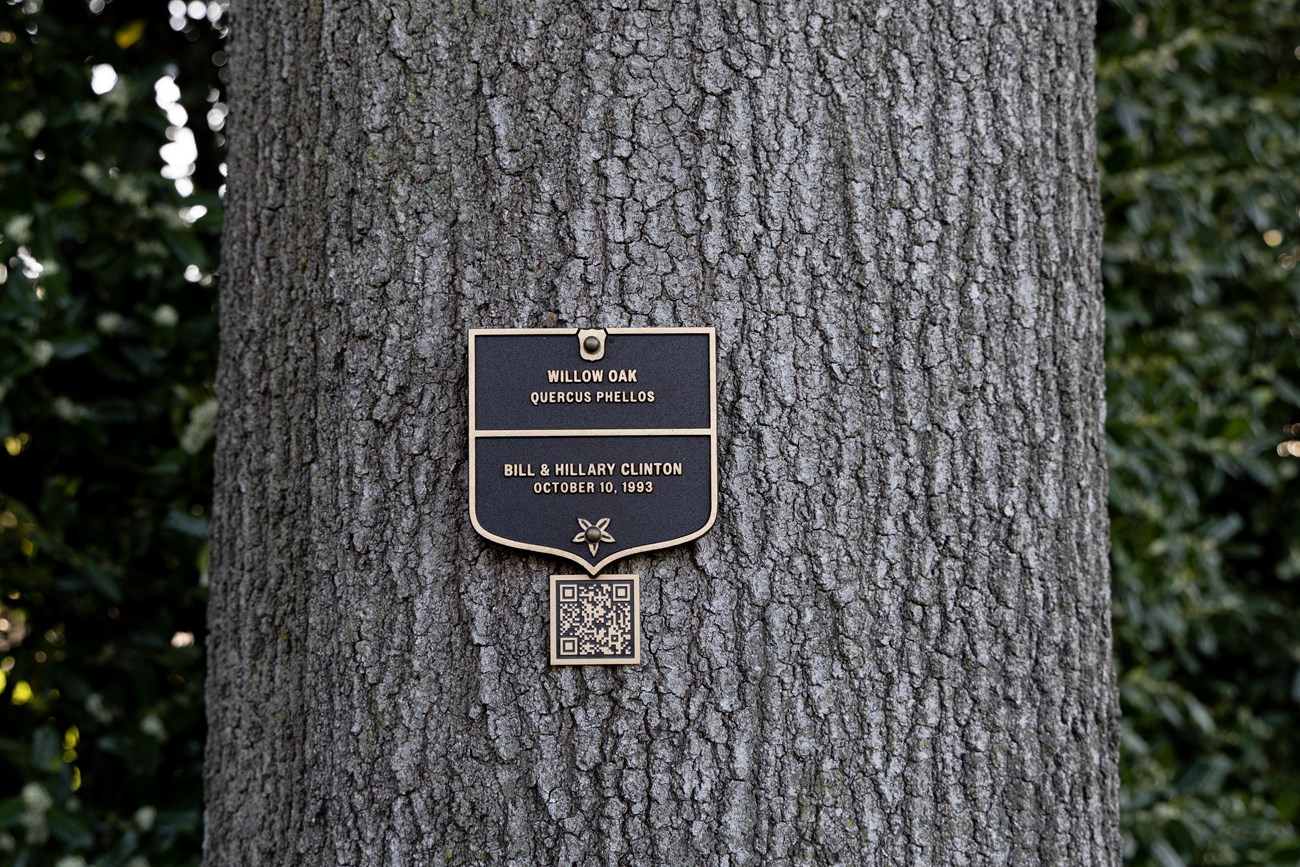 A plaque on the bark of a tree