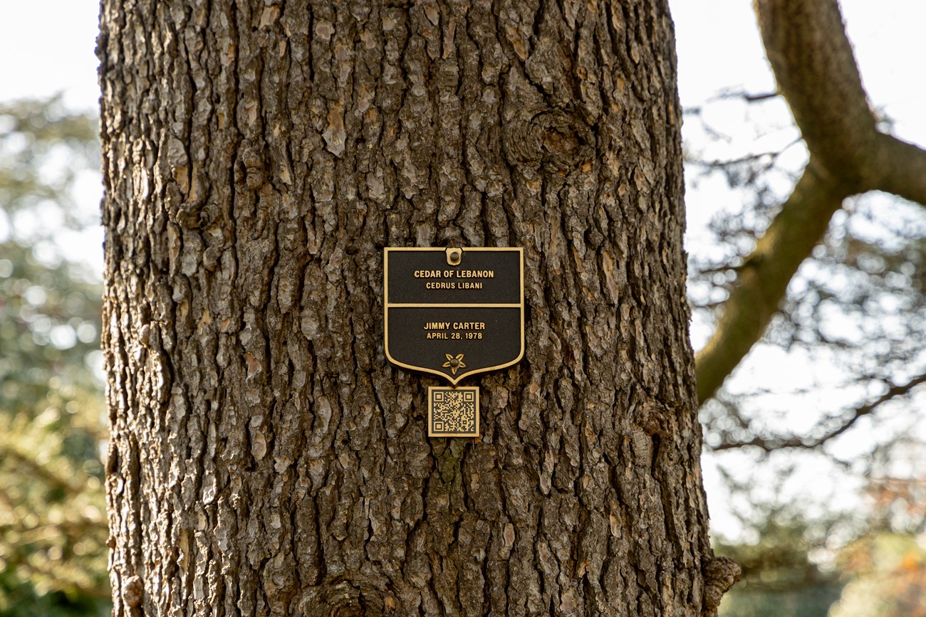 A plaque with a QR code on a tree