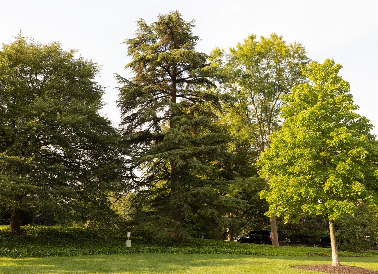 A group of trees on the White House lawn.