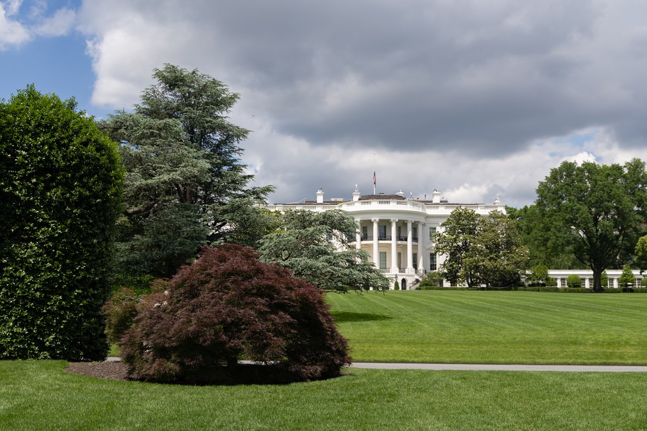 A large bush like tree on the White House South Lawn