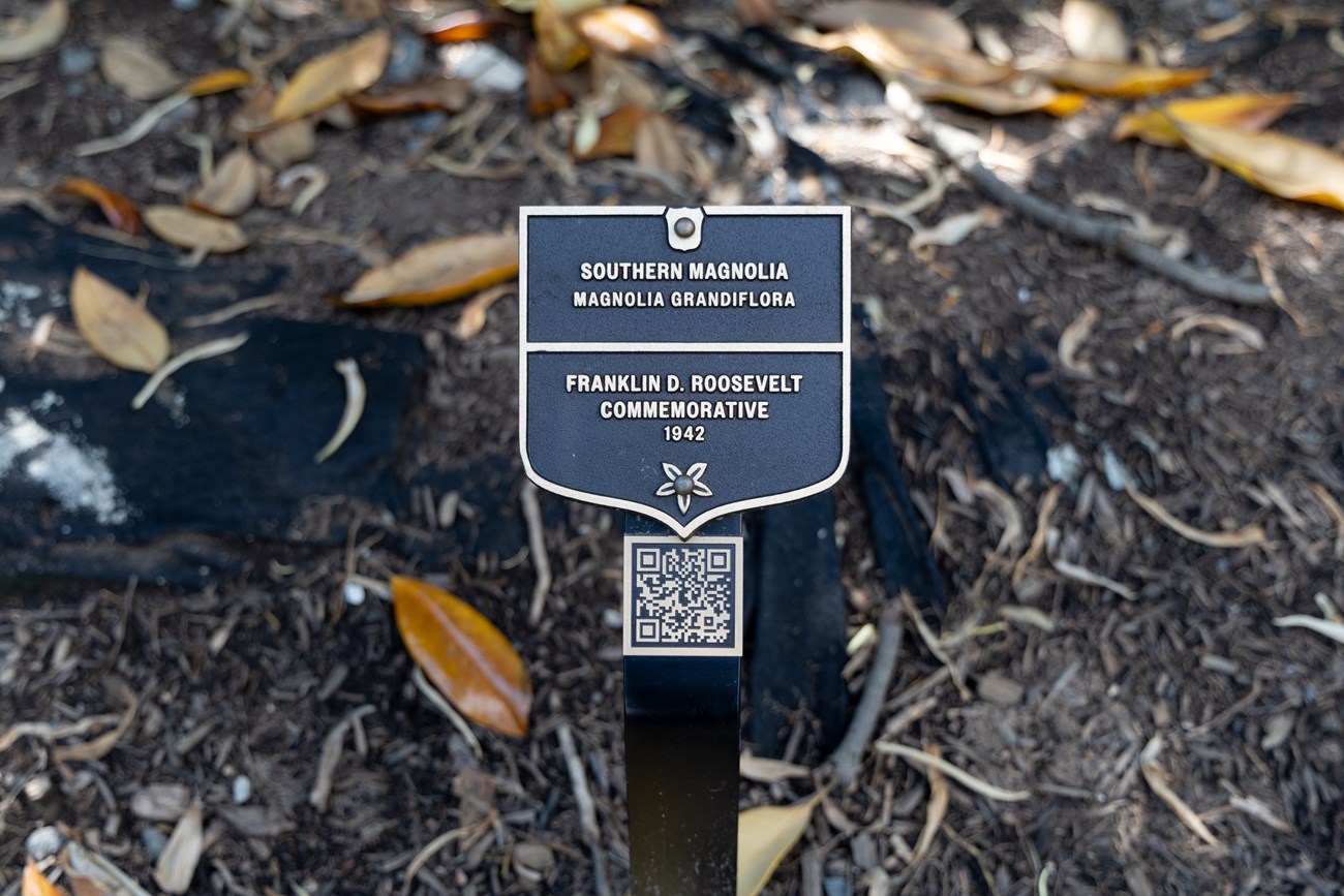 A bronze plaque labels the Franklin Roosevelt southern magnolia.