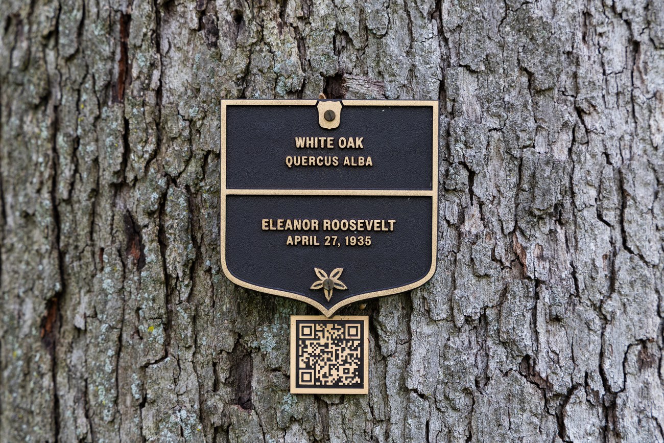 A bronze plaque labels the Roosevelt white oak.