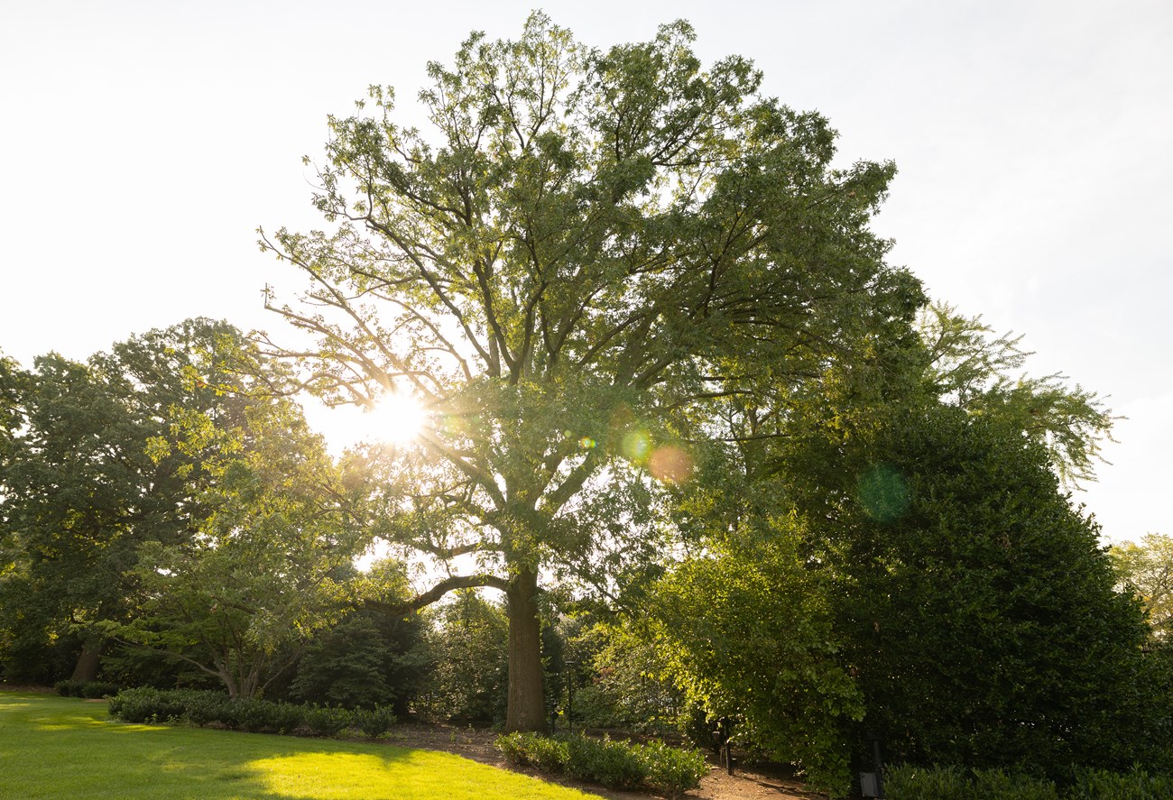 A large lollipop-shaped tree is backlit by the rising sun.
