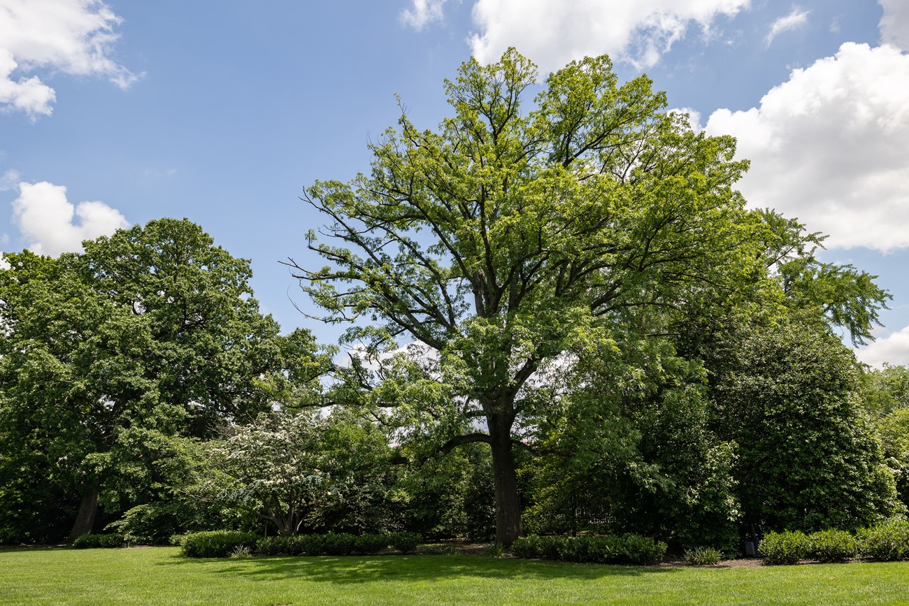 A large, leafy tree in a planter among other trees.