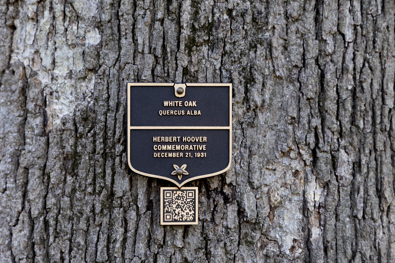 A bronze plaque labels the Hoover white oak.