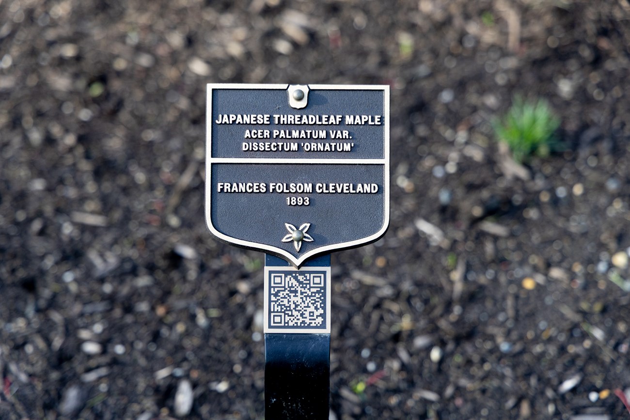 A bronze plaque for the japanese threadleaf maple.