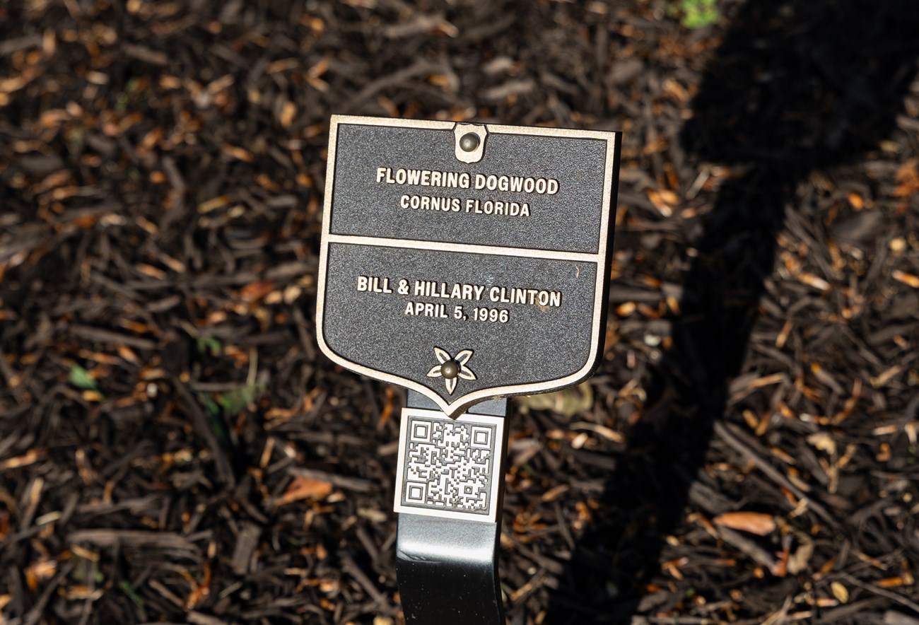 Bronze plaque labels flowering dogwood Bill & Hillary Clinton 1996.